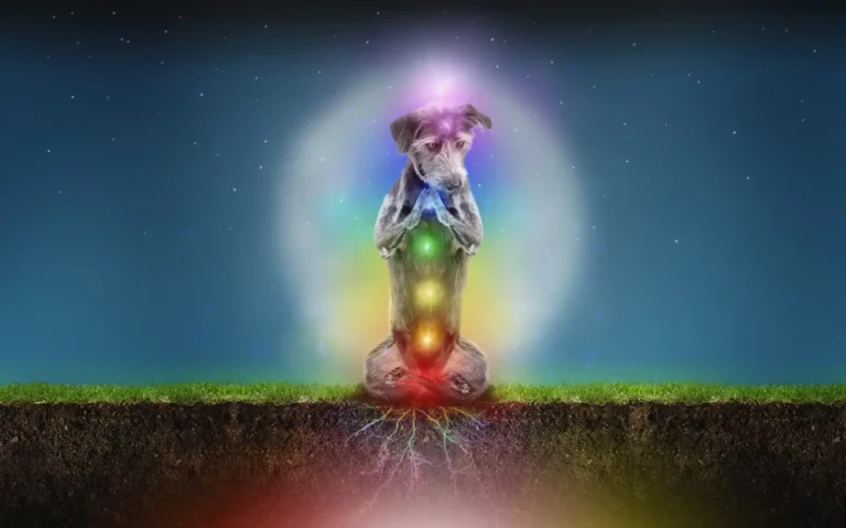 chakras-animal-domestique