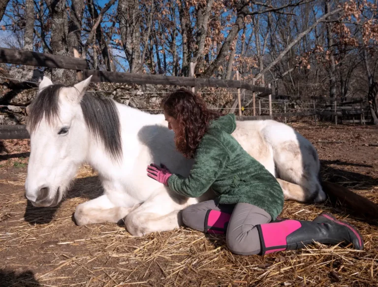 reiki-animaux